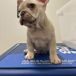 French Bulldog Puppies from Royal velvet frenchies