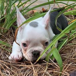 French Bulldogs from Whiskey Run French Bulldogs