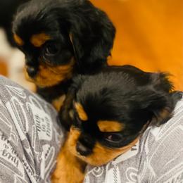 Mocha - Black and tan female Cavalier King Charles Spaniel puppy in Clemmons, North Carolina from Crown Jewel Cavaliers
