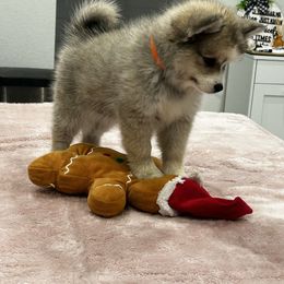 Madonna - Wolf sable female Pomsky puppy in Gunter, Texas from The Painted Pomsky