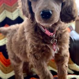 Pinochle - Red  female Poodle puppy in Stanley, Wisconsin from McJare's Puppy Palace