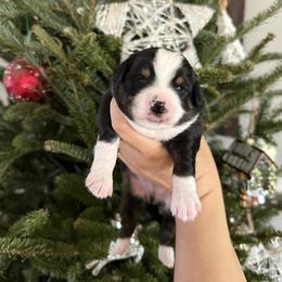 Neil - Black tri male Miniature Australian Shepherd puppy in Goldsboro, North Carolina from Maple Ridge Farm