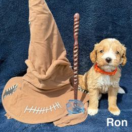 Ron - Red  male Goldendoodle puppy in Conroe, Texas from Tails of Cypress