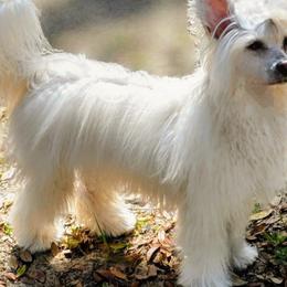 Loni - Chinese Crested