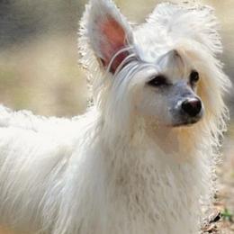 Loni - Chinese Crested