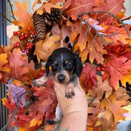 Abigail - Piebald female Dachshund puppy in Powell, Tennessee from Tall & Tiny TN k9s