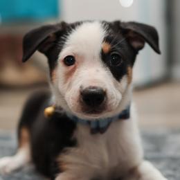 Working Dog Cross Puppies from Tendercross