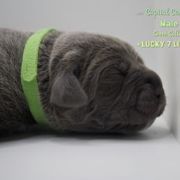 Boy 2 - Gray Cane Corso puppy in California from Capital Corsos