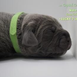 Boy 2 - Gray Cane Corso puppy in California from Capital Corsos