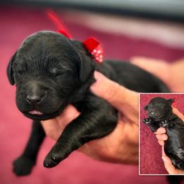 Mr. Red Collar - Black male Australian Labradoodle puppy in Wake Forest, North Carolina from Lucky Country Labradoodles