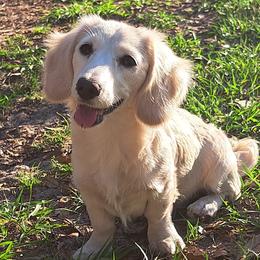 Claire - Dachshund