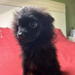 Romeo - Black and tan male Pomeranian puppy in Silver Springs, Florida from Gigi’s Pocket Poms
