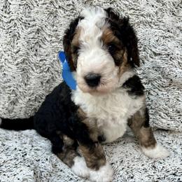 Linus Blue Boy - Tri-color male Bernedoodle puppy in The Woodlands, Texas from Gracie's Goldendoodles and Bernedoodles