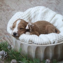 Maple - Red  female Goldendoodle puppy in Temecula, California from Temecula Creek Doodles
