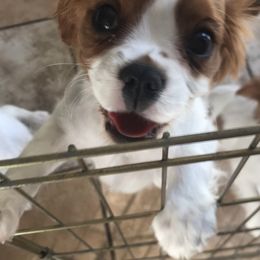 Cavalier King Charles Spaniel Puppies from Christina’s Cavaliers
