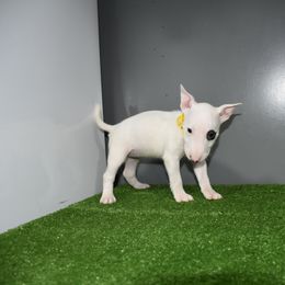 Yellow Collar Female - White female Miniature Bull Terrier puppy in Fontana, California from JLB Beagles & MBT