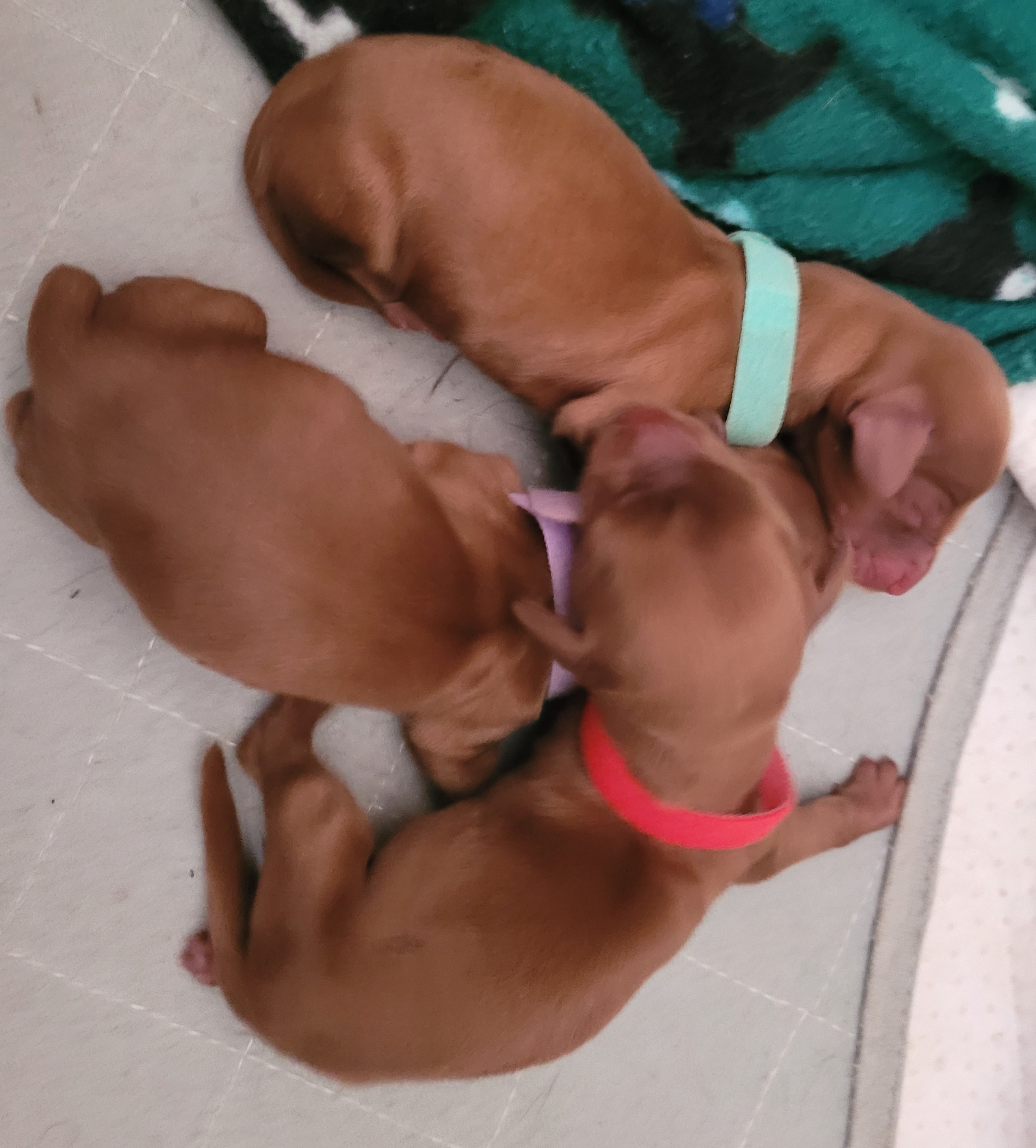 Dachshund Puppies from Ballad of Dachshunds