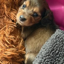 Lucy - Red female Dachshund puppy in Tampa, Florida from EntityDachs