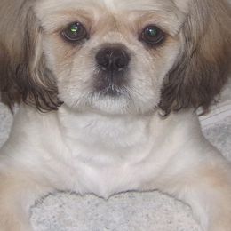 Shih Tzus from Goodson Puppies