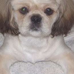 Shih Tzus from Goodson Puppies