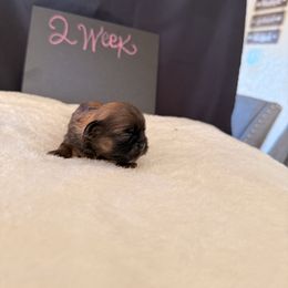 Lili - Brindle female Shih Tzu puppy in Apple Valley, California from Garcia_shihtzu