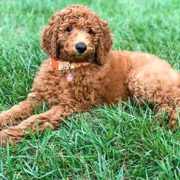 Goldendoodle Puppies from Bear Ridge Doodles