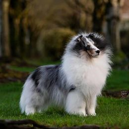 Shetland Sheepdogs from Syringa Shelties