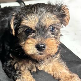 Cooper( click pic) - Black and tan male Yorkshire Terrier puppy in Kingston, Oklahoma from Lake Life