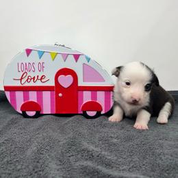 Elsa - Black and tan female Pembroke Welsh Corgi puppy in Waco, Texas from The Comma Corgis
