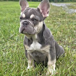 LP - Tricolors male French Bulldog puppy in Nashville, Tennessee from Prestigious K9