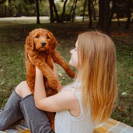 Goldendoodle Puppies from Bows & Ties Doodles