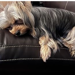 Yorkshire Terrier Puppies from Joy Riley's Yorkies