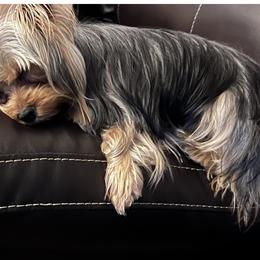 Yorkshire Terrier Puppies from Joy Riley's Yorkies