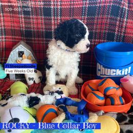 Goldendoodle, Poodle, and Sheepadoodle Puppies from Heavenly Hilltop Farm
