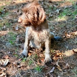 Blaze - Brown and gray male Wirehaired Pointing Griffon puppy in Shelbyville, Texas from AndersonK9Kennels Bayou Beards