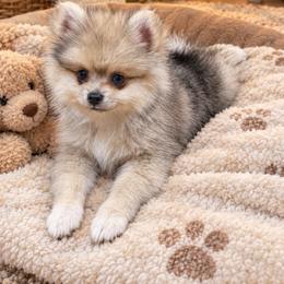 Chanel - Chocolate merle female Pomeranian puppy in Edinburg, Texas from Divine Valley Poms