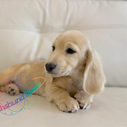 Saturn - Cream male Dachshund puppy in Peyton, Colorado from Dachshund Universe