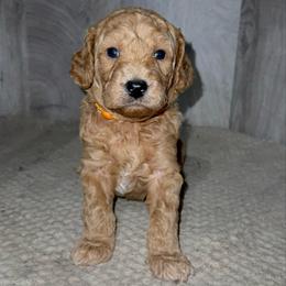 Gus - Apricot male Goldendoodle puppy in Valdosta, Georgia from Designer Doodles of South GA