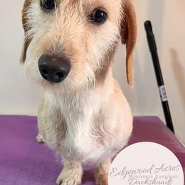 Lt. Dan - Cream male Dachshund puppy in Moundville, Missouri from Edgewood Acres Miniature Longhair Dachshunds
