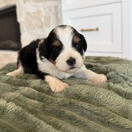 Bernedoodle, Cavapoo, Havanese, and Havapoo Puppies from Lady Paws Puppies - Cassie