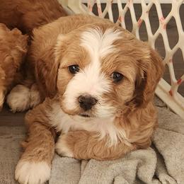 Cavapoos from Cava Companions