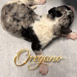 Bernedoodle and Goldendoodle Puppies from Harper’s Heartbeats