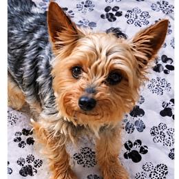 Bebé - Yorkshire Terrier