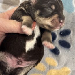 Boy 1 Liver Tan - Liver male Miniature Schnauzer puppy in Boaz, Alabama from Sweet Home Schnauzers