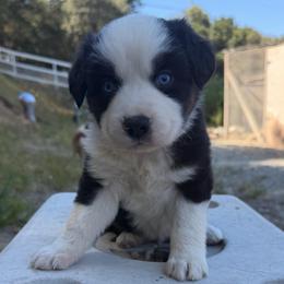 Blaze - Black tri male Miniature American Shepherd puppy in Prunedale, California from 4MLA STABLES