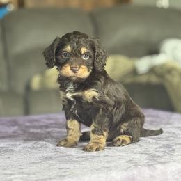 Rolly(Tan boy) - Chocolate male Cavapoo puppy in Millersburg, Ohio from T Sanctum