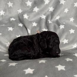 AKC Princess - Pink - Black female Poodle puppy in Baytown, Texas from Charlotte & Co. Miniature Poodles