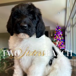 Snoopy - male Newfypoo puppy in Jackson, Missouri from Two Sisters Ranch, LLC