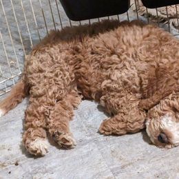 Cavapoo and Goldendoodle Puppies from Daisy's Doodle Den
