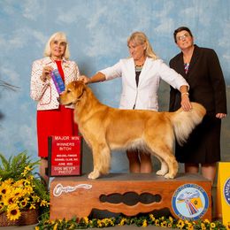 Golden Retriever Puppies from Aubergine Goldens